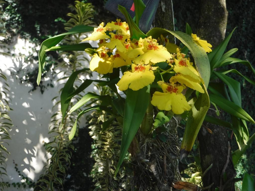 Nature Paradise Boutique 3* Rio de Janeiro